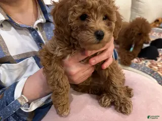 Mini Goldendoodle dogs Mini Goldendoodle Puppy 6 - Ad 9