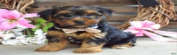 Yorkshire Terrier dogs for sale: Chase - Ad 3