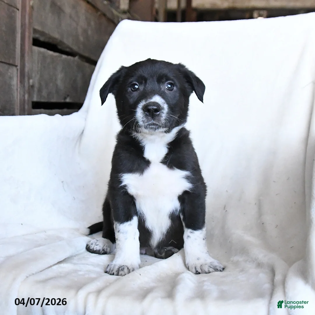 Border Collie dogs for sale: Fudge - Ad 5