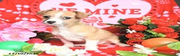 Mixed Breed dogs for sale: Patch  - Ad 3
