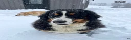 Bernese Mountain Dog dogs for sale: Bernese Mountain Dog 1 - Ad 6