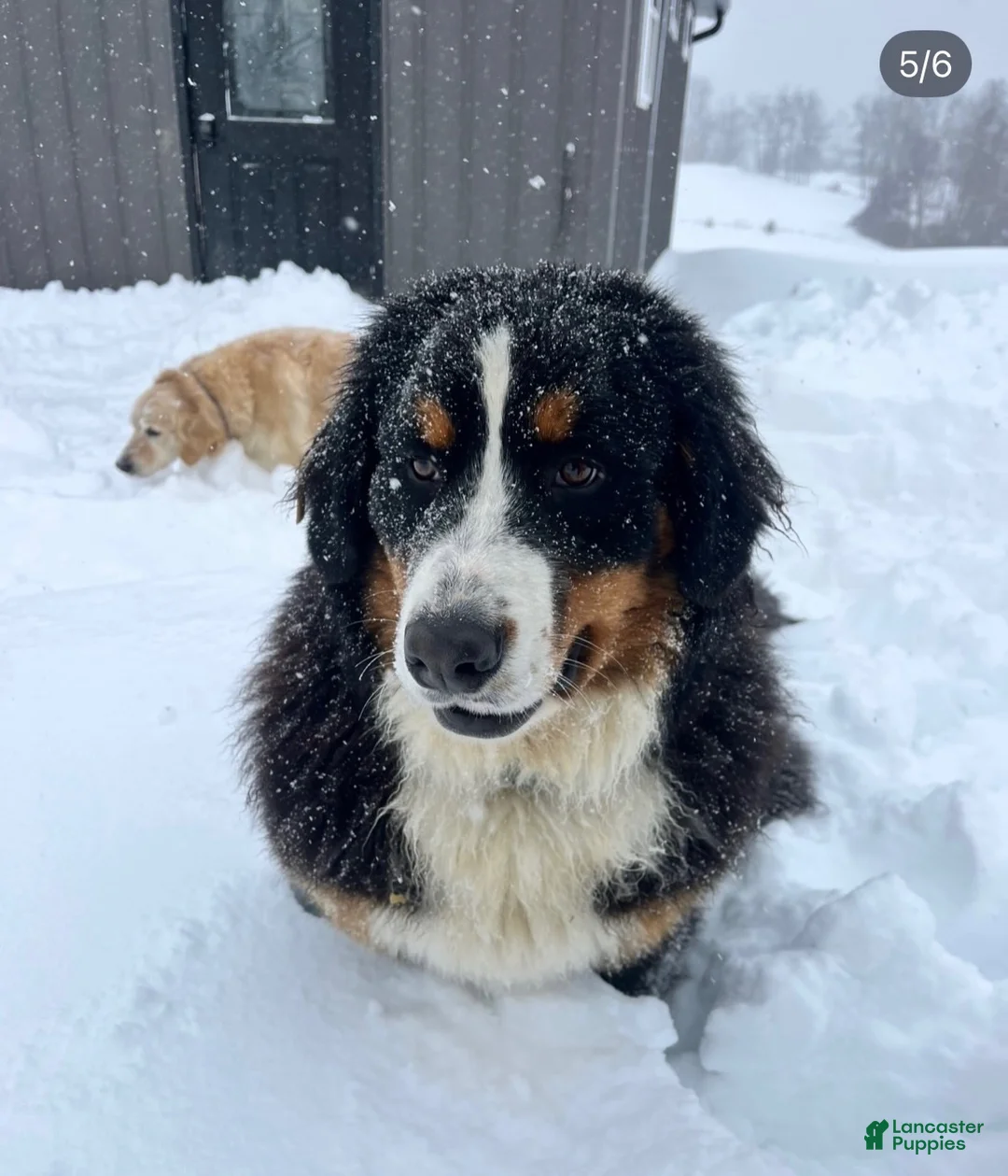 Bernese Mountain Dog dogs for sale: Bernese Mountain Dog 1 - Ad 6