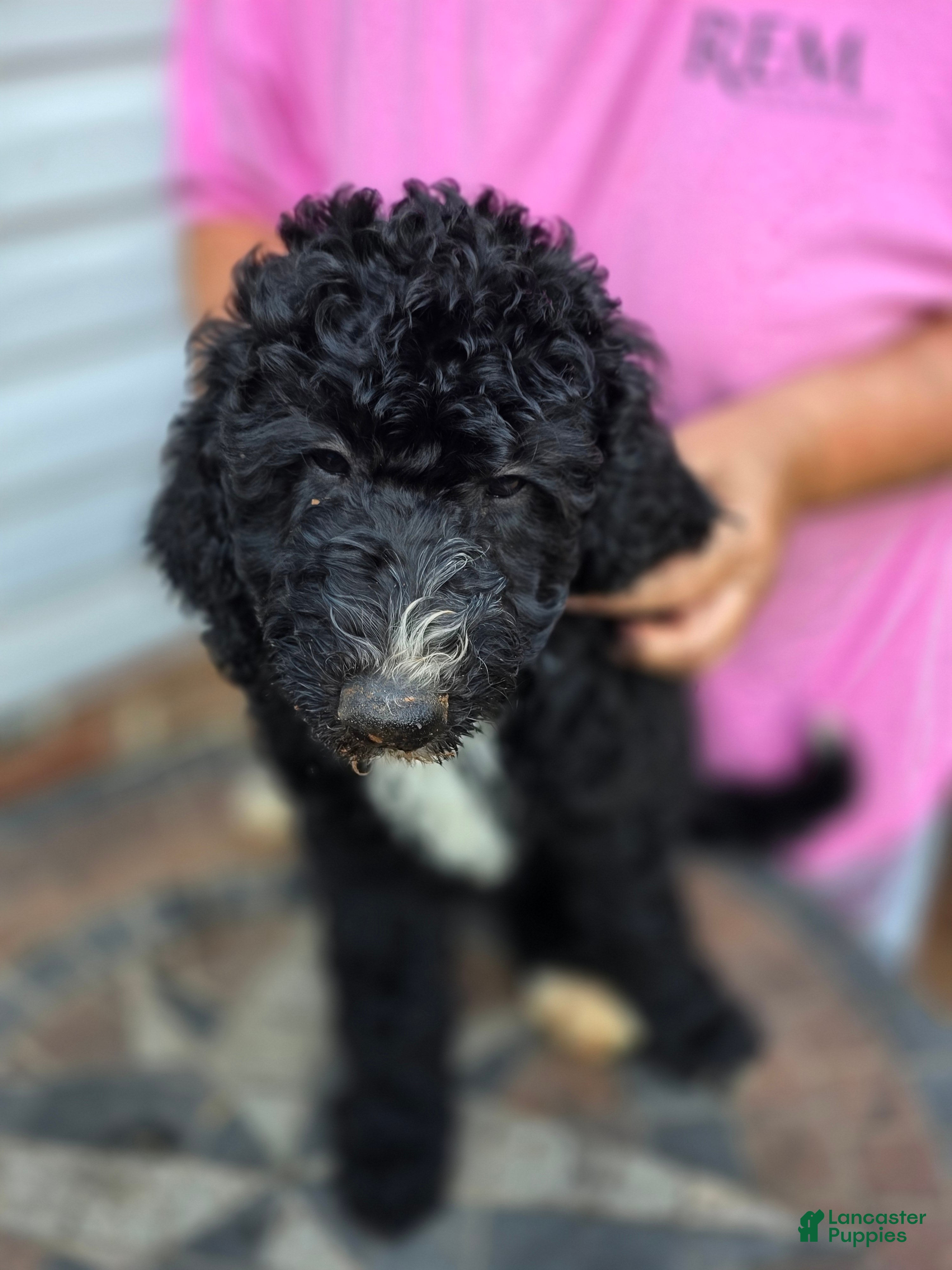 Bernedoodle dogs Pickle - Ad 2
