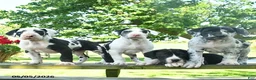Great Dane dogs for sale: Ceaser  - Ad 5