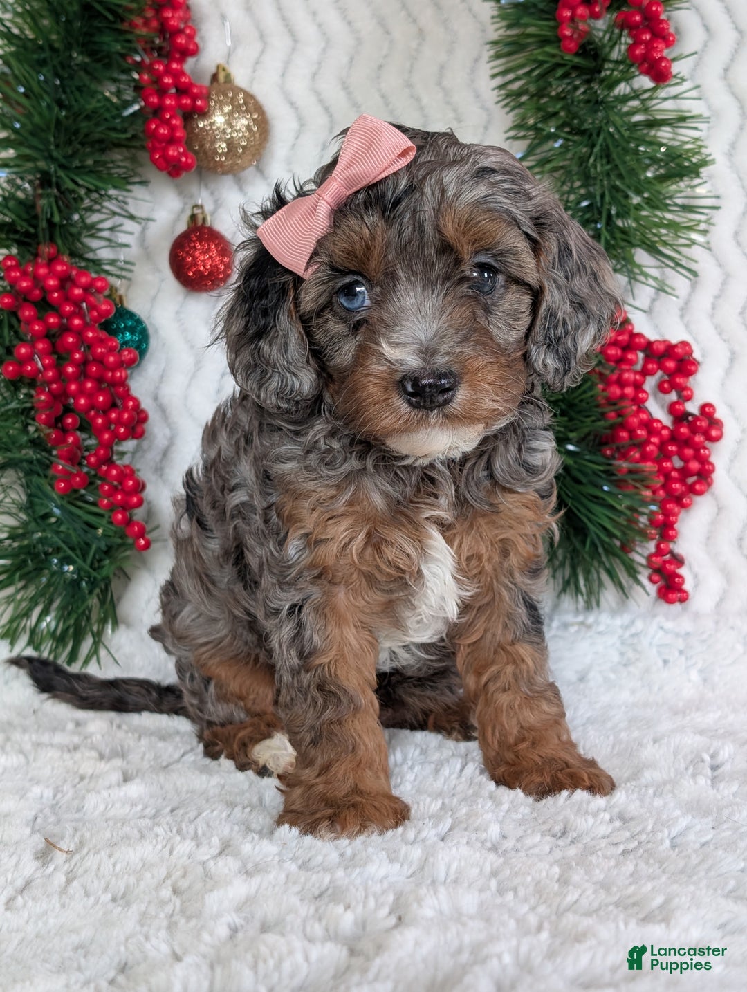 Cavapoo dogs for sale: Abby  - Ad 13