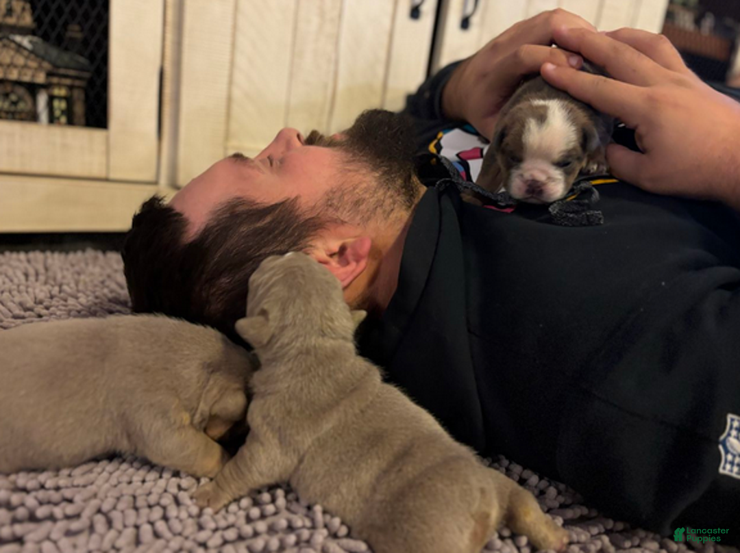 English Bulldog dogs for sale: Emma - Ad 4