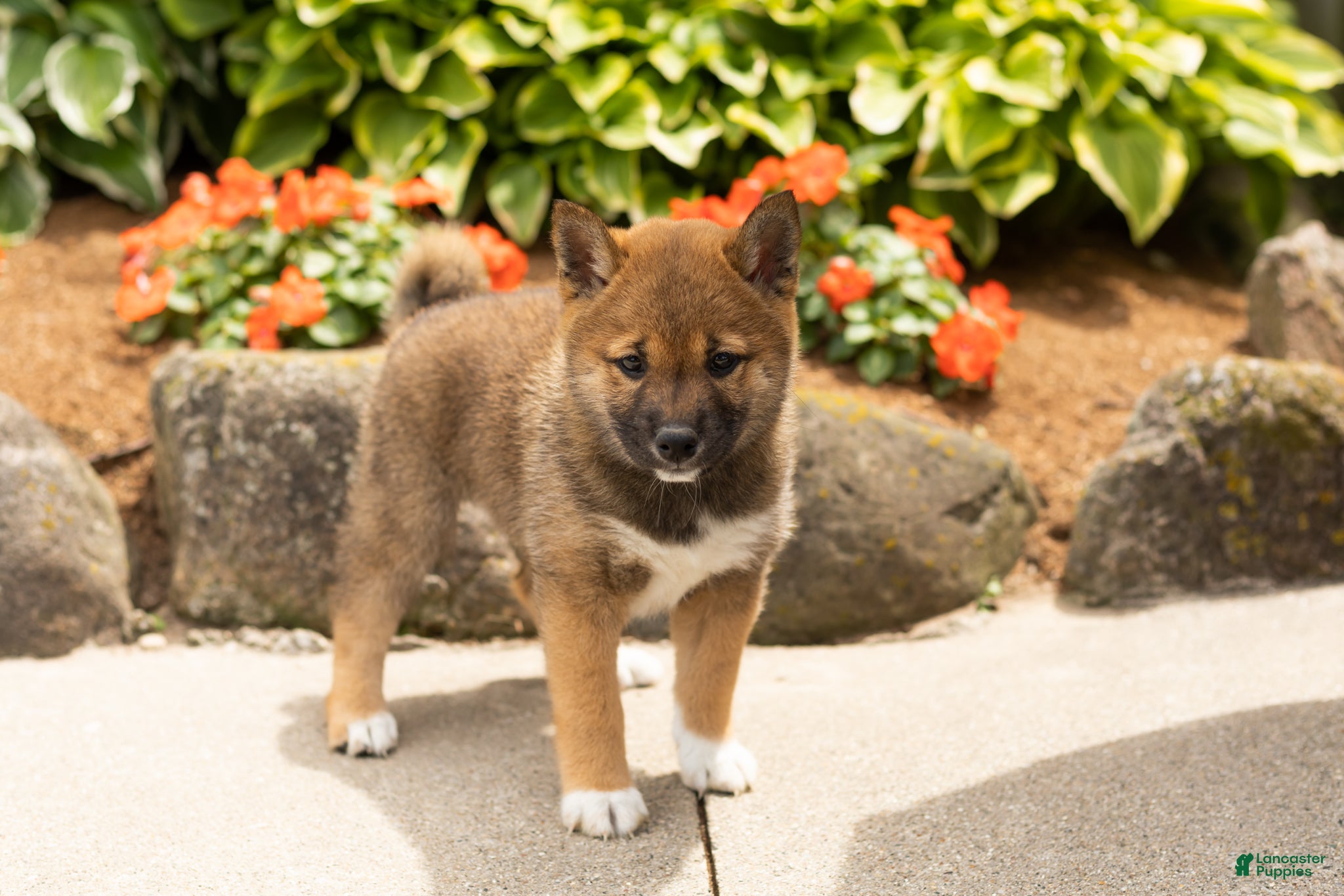 Shiba Inu dogs Jody  - Ad 36