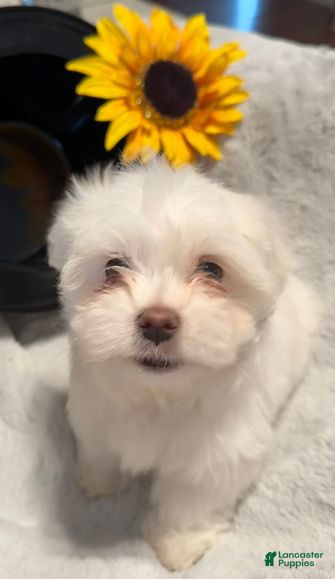 Mixed Breed dogs for sale:  Lhatese Breed “Daisy” - Ad 5