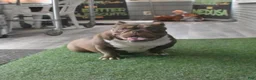 American Bully dogs for sale: Mocha - Ad 5