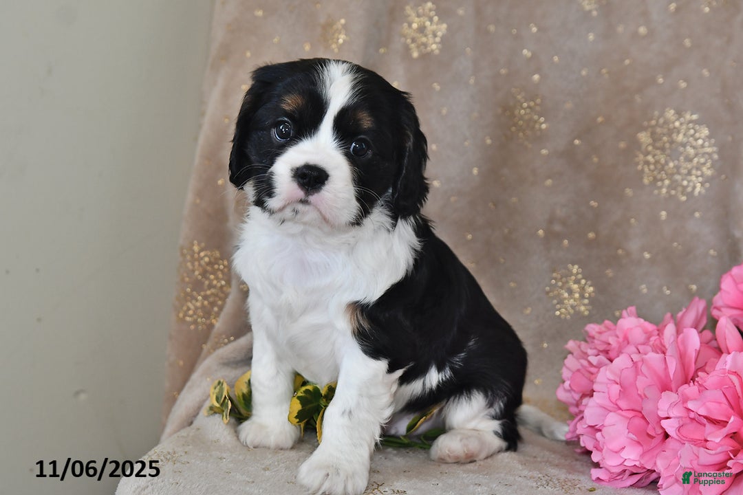 Cavalier King Charles Spaniel dogs for sale: Bingo - Ad 9