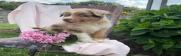Australian Shepherd dogs for sale: Skylar - Ad 1