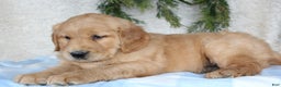 Golden Retriever dogs for sale: Bruno - Ad 4