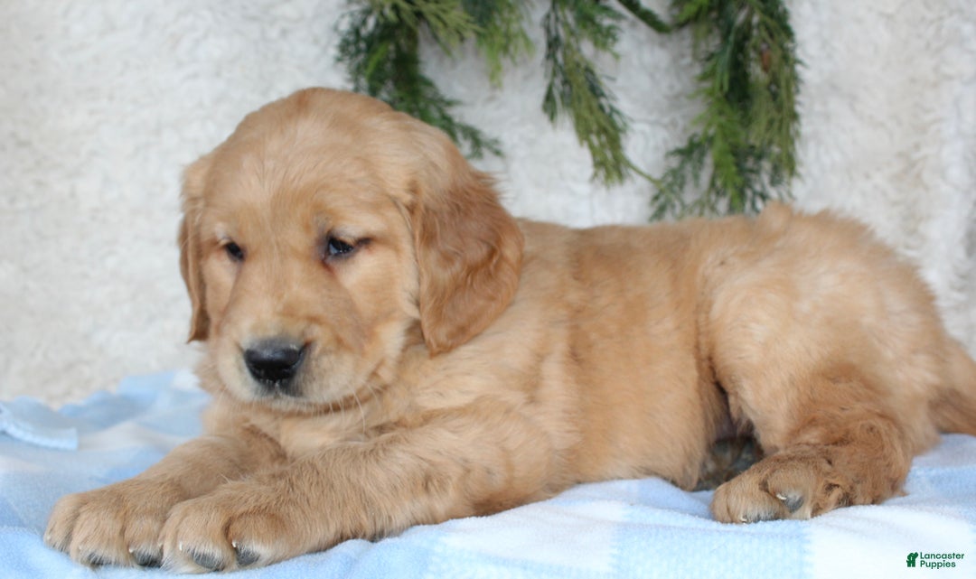Golden Retriever dogs for sale: Bruno - Ad 4