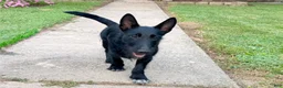 Mixed Breed dogs for sale: Barney - Ad 4