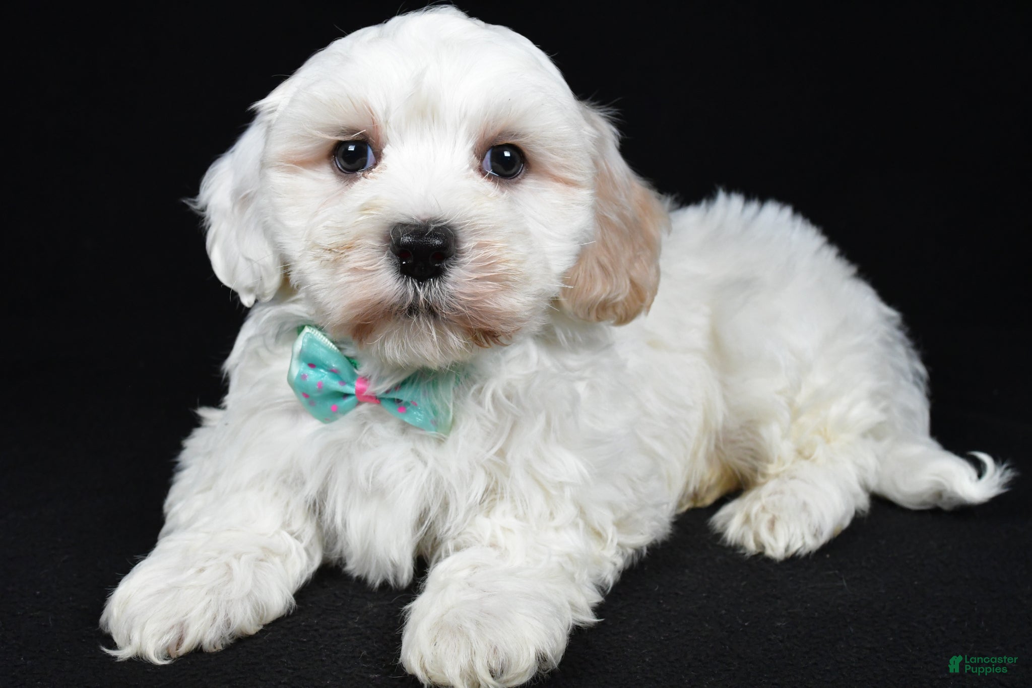 Maltipoo dogs Teddy - Ad 1
