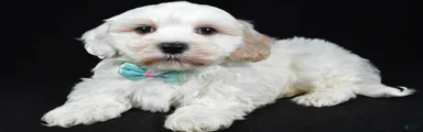 Teddy