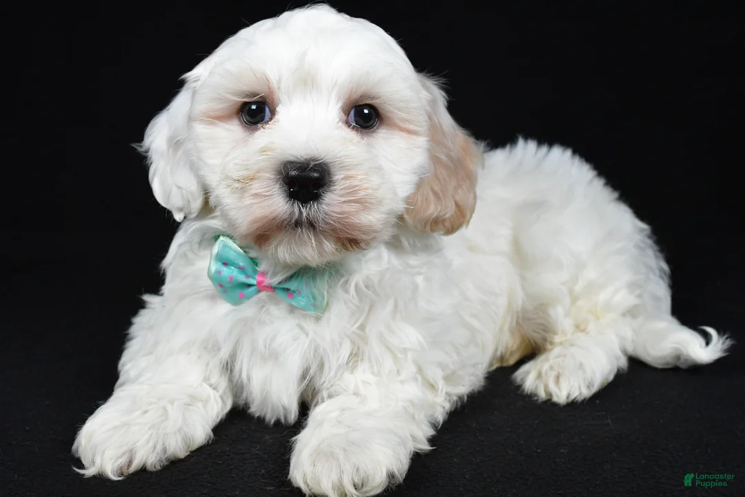 Maltipoo dogs for sale: Teddy - Ad 1