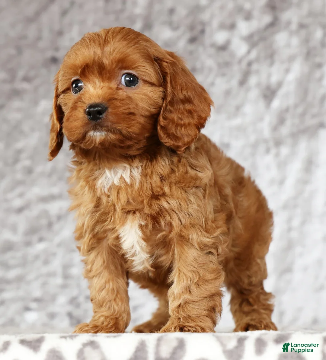 Cavapoo dogs for sale: Max - Ad 7