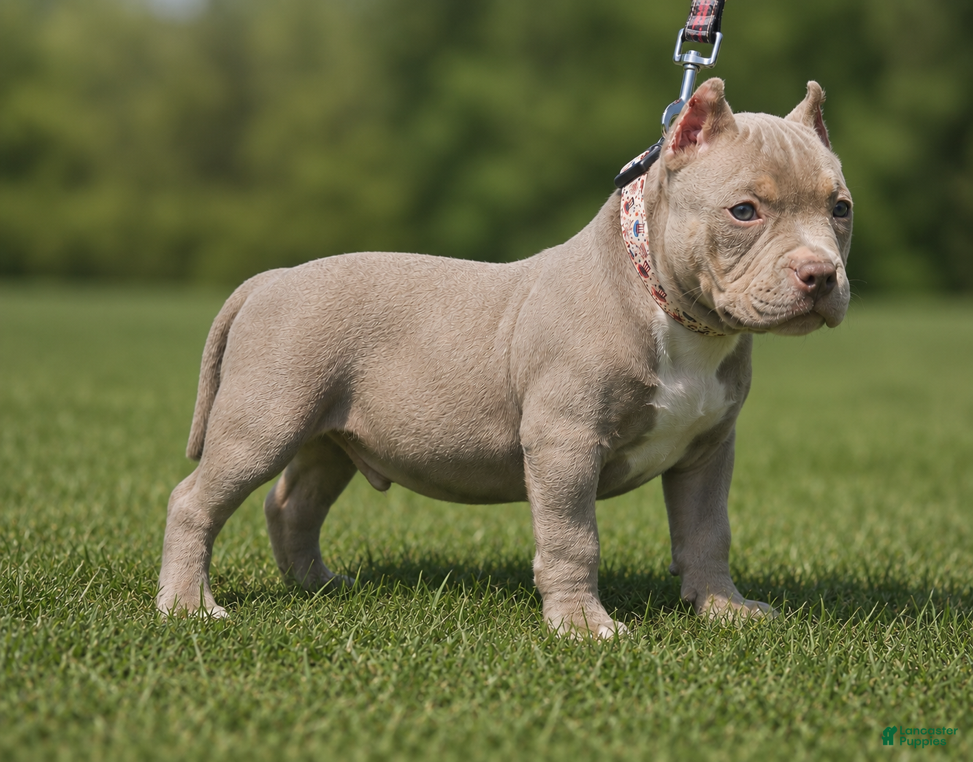 American Bully dogs for sale: ABKC Pocket Bully - Bongo  - Ad 1