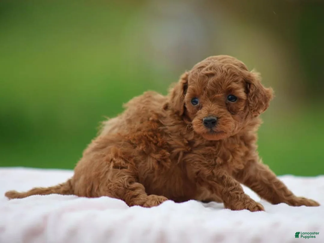 Miniature Poodle dogs for sale: Westa - Ad 2