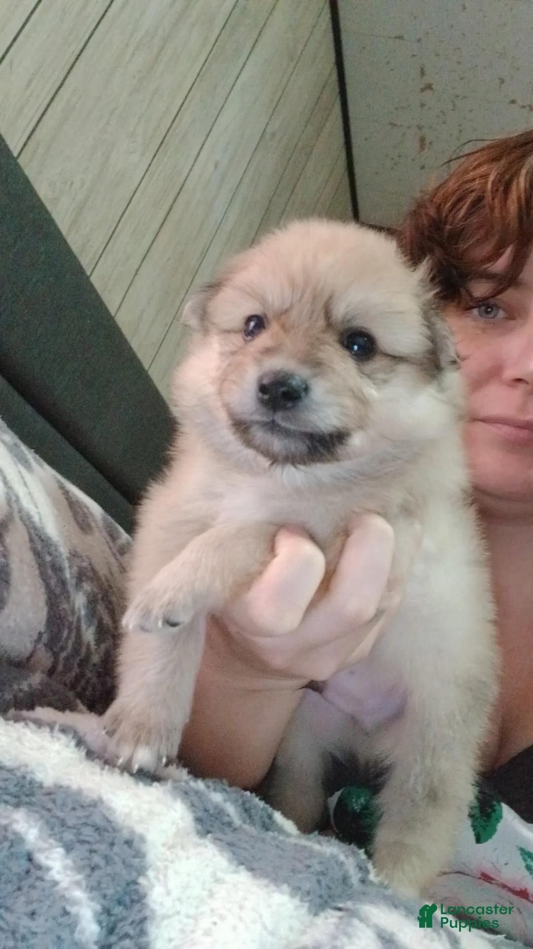 Pomeranian dogs for sale: Junior  - Ad 2