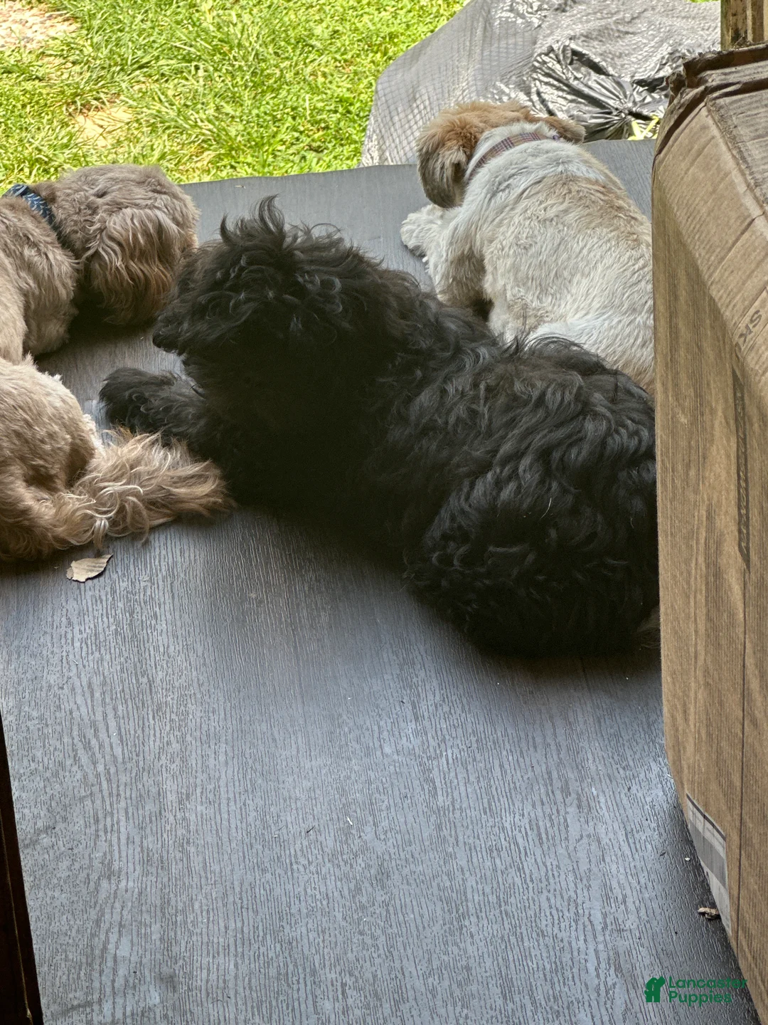 Shih Tzu dogs for sale: Shih Tzu 1 - Ad 1
