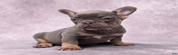 French Bulldog dogs for sale: Leo - Ad 8