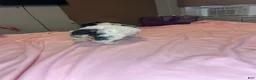 Teddy Bear dogs for sale: Lucy - Ad 6