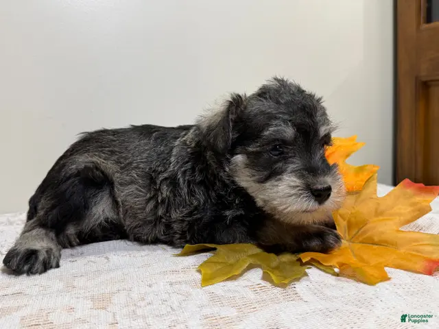 Miniature Schnauzer dogs Shep Miniature Schnauzer - Ad 2