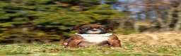 Boxer dogs for sale: Maverick - Ad 6