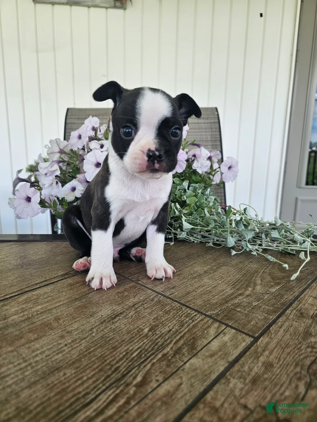 Boston Terrier dogs for sale: Arlo - Ad 15
