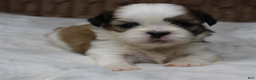 Shih Tzu dogs for sale: Dallas - Ad 2