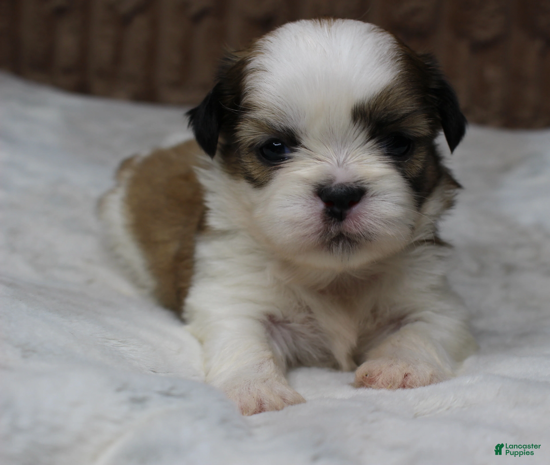 Shih Tzu dogs for sale: Dallas - Ad 2
