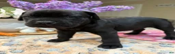 Cane Corso dogs for sale: Purple Collar: Female - Ad 1
