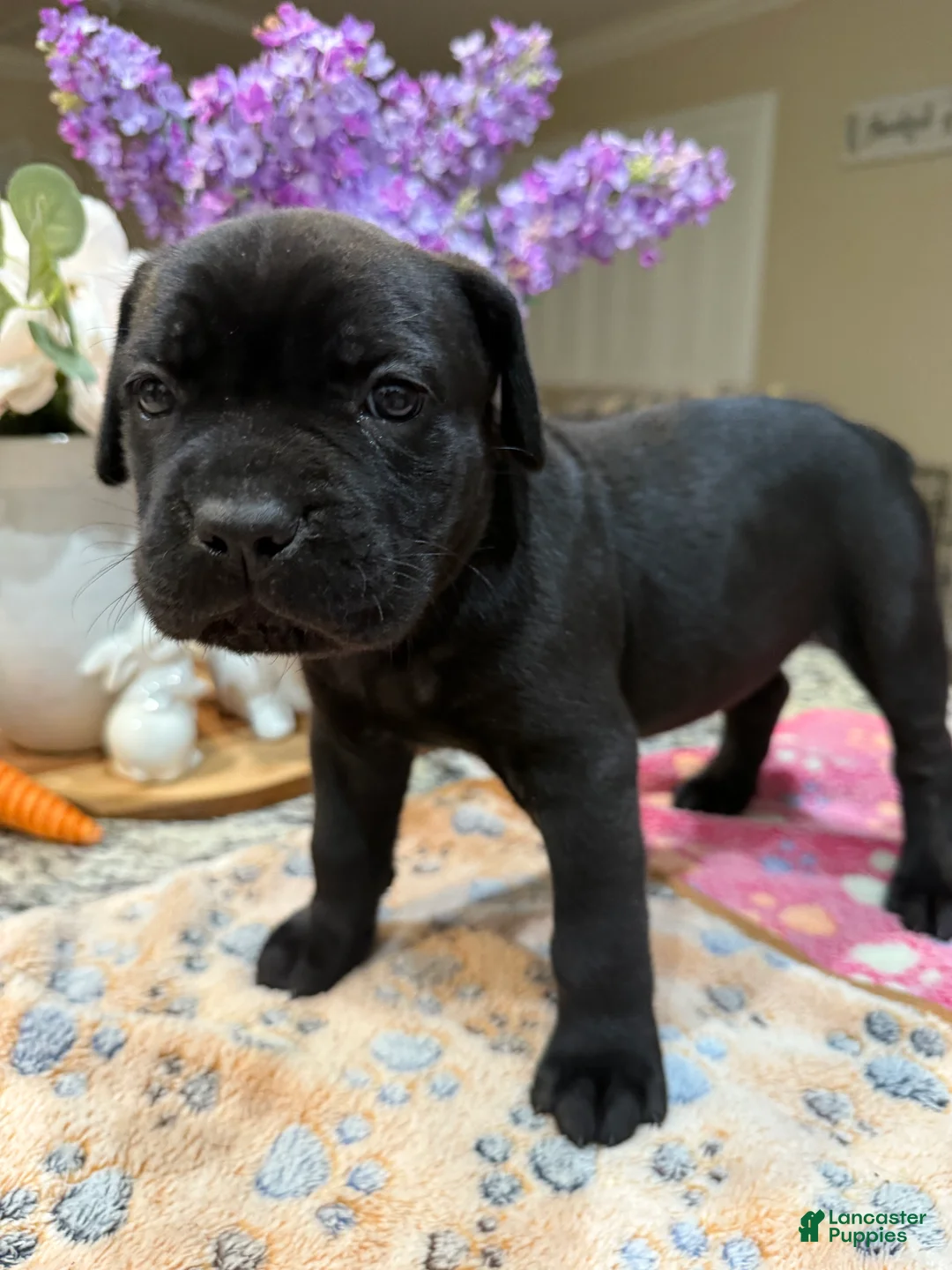 Cane Corso dogs for sale: Purple Collar: Female - Ad 1