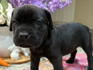 Cane Corso dogs Purple Collar: Female - Ad 15