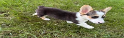Welsh Corgi Pembroke dogs for sale: CLARK - Ad 11