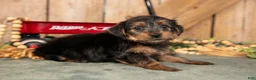 Yorkshire Terrier dogs for sale: Kenji - Ad 3