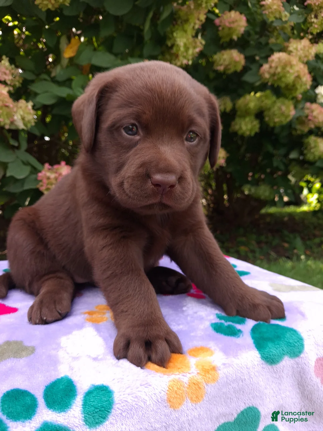 Labrador Retriever dogs for sale: Nova  - Ad 1
