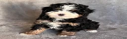 Mini Bernedoodle dogs for sale: Koda - Ad 3