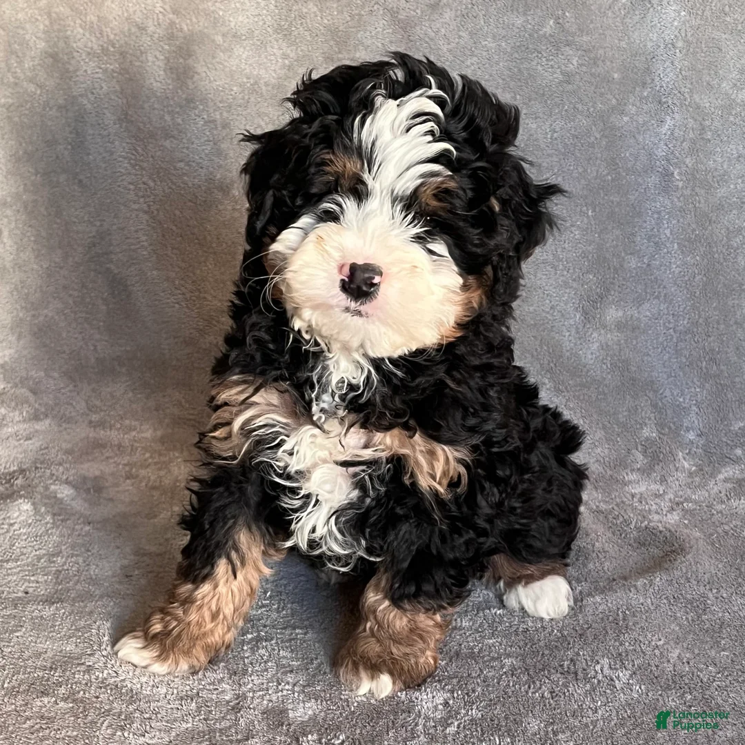 Mini Bernedoodle dogs for sale: Koda - Ad 3