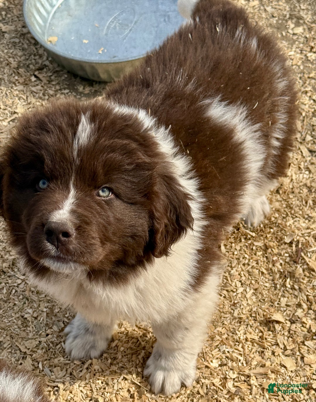 Newfoundland dogs for sale: Dancer  - Ad 1