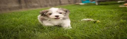 Havanese dogs for sale: Darcy Havanese  - Ad 14