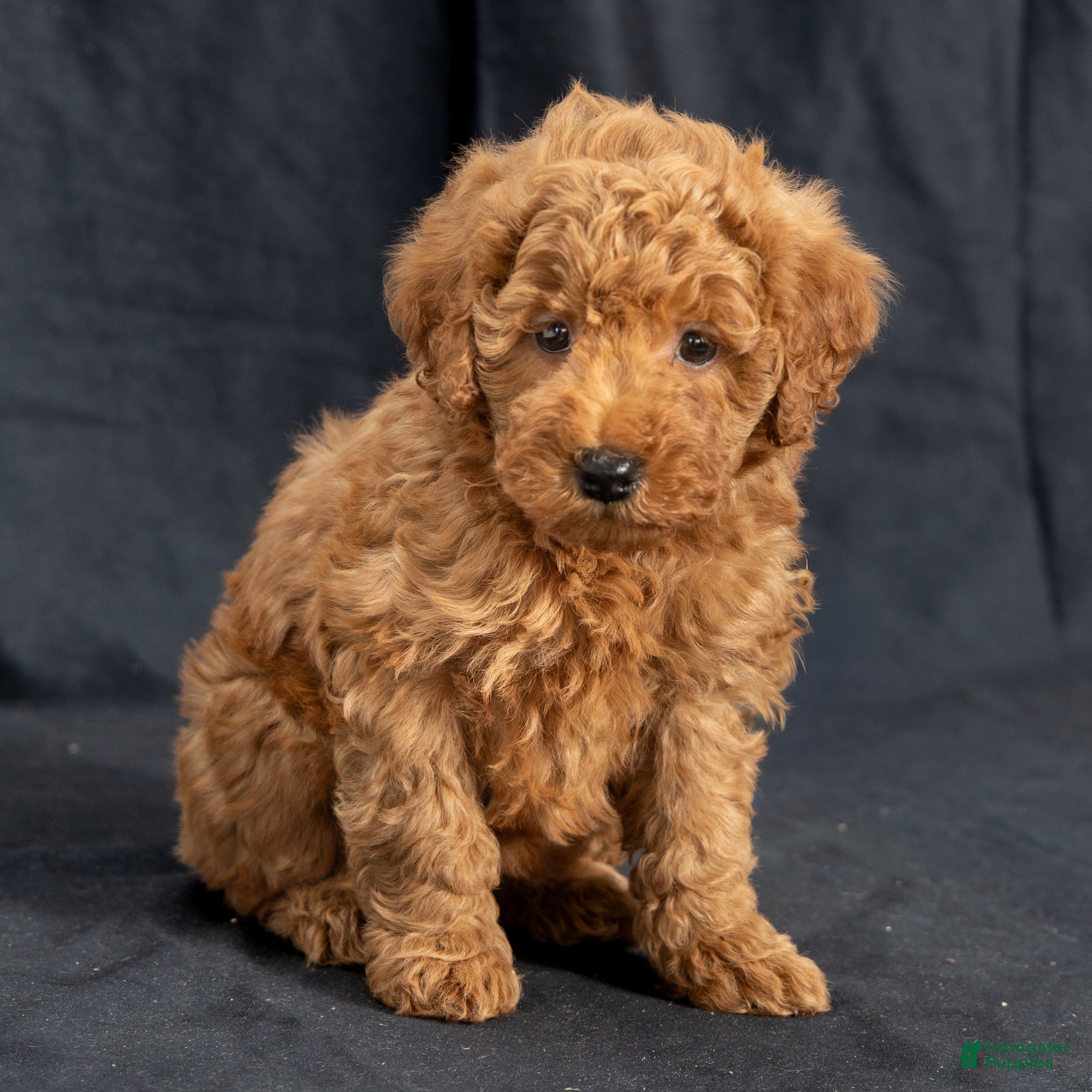 Mini Goldendoodle dogs Nelly - Ad 30