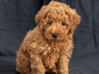Mini Goldendoodle dogs Nelly - Ad 30