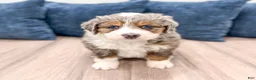 Mini Bernedoodle dogs for sale: Aspen - Ad 2