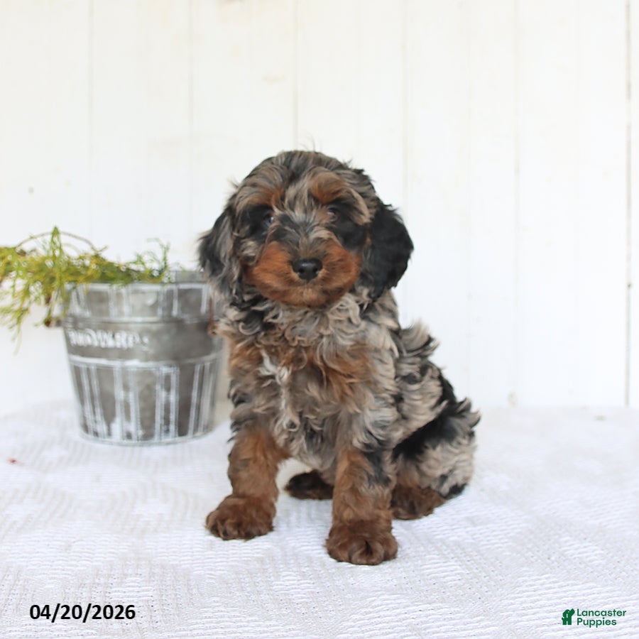 Cockapoo dogs Rob   - Ad 1