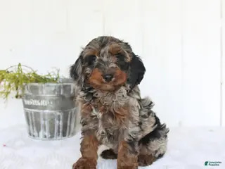 Cockapoo dogs for sale: Rob - Ad 3