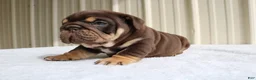 English Bulldog dogs for sale: Bucky - Ad 10