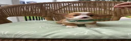Welsh Corgi Pembroke dogs for sale: Benny - Ad 3